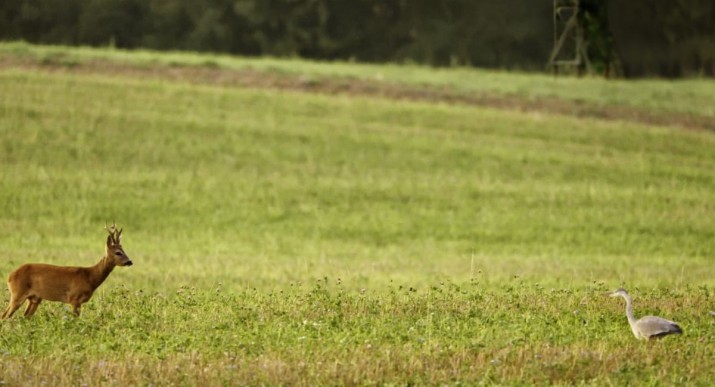 Auf der Jagd – Wem gehört die Natur?