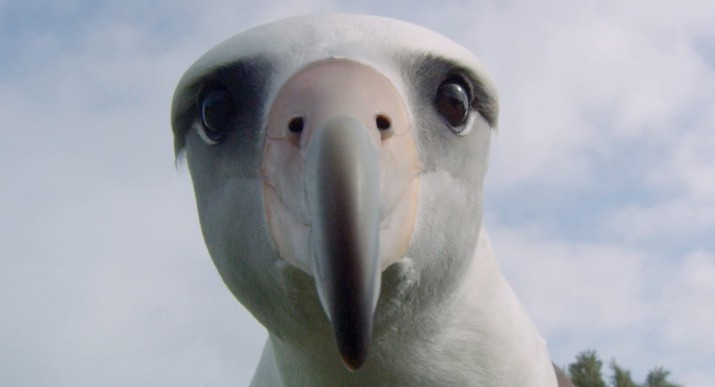 Albatross