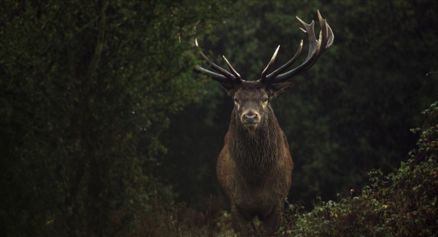 Wildes Land – Die Rückkehr der Natur